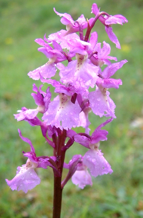 Orchis x colemanii (ibrido: Or. mascula x Or. pauciflora)